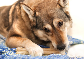 a dog  chews on a treat (chewing bone)
