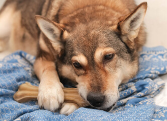 a dog  chews on a treat (chewing bone)