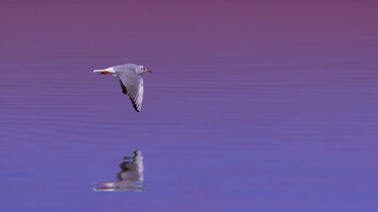 Lachmöwe am Meer
Sea skull over the ocean