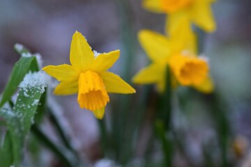 Close up of yellows daffodils in the snow with different focus