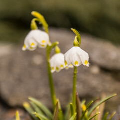 white spring knot flower