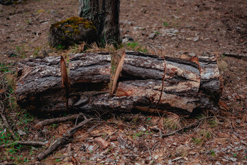 Cut dry tree branches