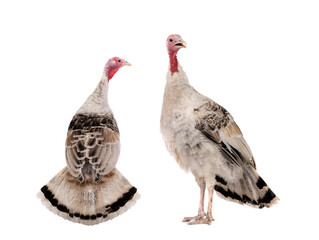  two young gray female turkey with a beautiful tail is isolated on a white background.