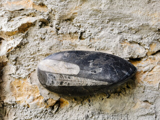 Marbre noir avec fossile utilisé comme élément de décoration murale