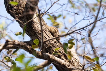 Squirrel on the tree trunk in the pink City Rajasthan, India