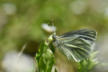 The green-veined white (Pieris napi) butterfly. Beautiful white butterfly on wild flower