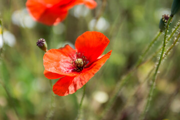 red poppys in the field