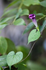 しぼんだ朝顔の花