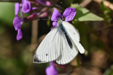 The green-veined white (Pieris napi) butterfly. Beautiful white butterfly on wild flower