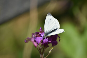 The green-veined white (Pieris napi) butterfly. Beautiful white butterfly on wild flower
