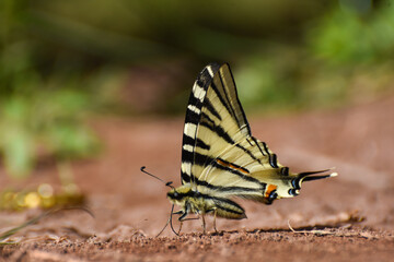 The scarce swallowtail or sail- or pear-tree swallowtail (Iphiclides podalirius). Beautiful swallowtail butterfly on ground, natural wallpaper