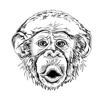 Portrait of a Funny Monkey. Humor card, t-shirt composition, hand drawn style print. Vector black and white illustration.