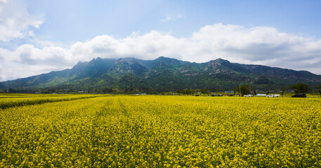 영암 월출산을 배경으로 보는 유채꽃밭