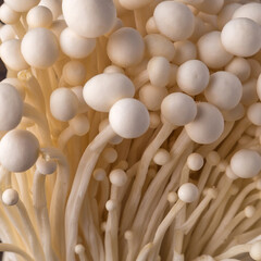 Fresh Enoki mushrooms  with selected focus.Enoki, also known as velvet shank, is a species of edible mushroom in the family Physalacriaceae.