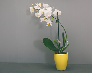 A little flower pot with orchid in front of gray wall