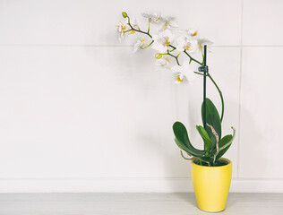 A little flower pot with orchid in front of gray wall