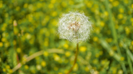 タンポポの綿毛