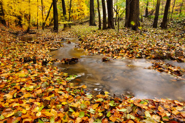 Autumn beech. Tree trunks. Fagus sylvatica.