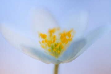 Fototapeta na wymiar Spring flower in the forest. Anemone nemorosa