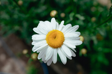 Fototapeta premium Daisy and raindrops, top view