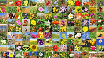 Colorful world. Human and nature. Agriculture and biodiversity of nature - insects and flowers