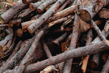 Cut dry tree branches