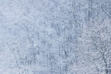 The snowstorm. Winter day in the woods.