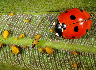 Aphids (plant lice, greenfly, blackfly or whitefly) and their natural enemy, seven-spot ladybird...
