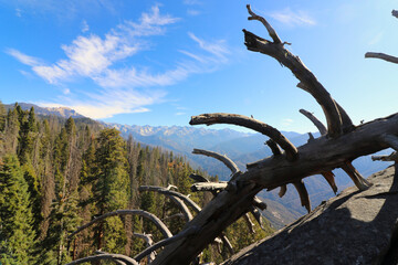 Dry tree trunk in the background of greenwood trees in Sequoia National Park, California