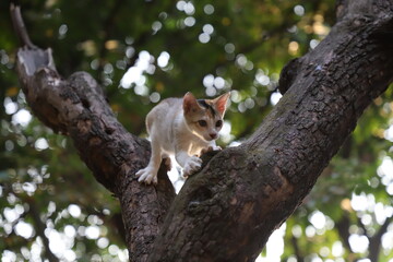 Close up portrait of a very cute white and brown kitten climbing on the top of a tree