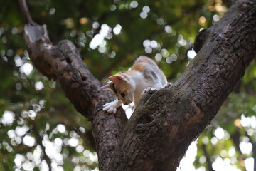 Close up portrait of a very cute white and brown kitten climbing on the top of a tree