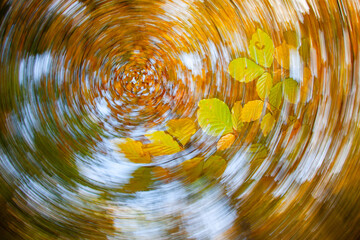 Autumn in the beech forest. Colorful autumn leaves. Europe, Slovakia