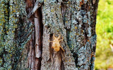 Crisálida de cigarra sobre tronco de árbol.