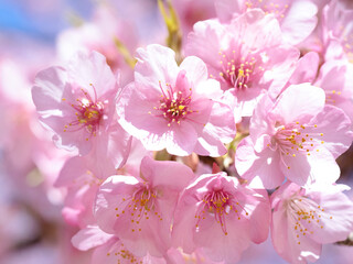 満開のサクラの花
