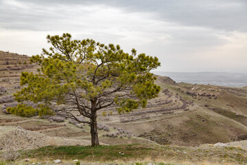 Single pine tree in the middle of huge mountains with dark clouds