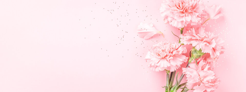 Pink carnations on pink background. Banner with flowers in pastel colours.