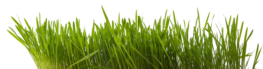 Fototapeta na wymiar Green succulent lawn grass isolated on white background