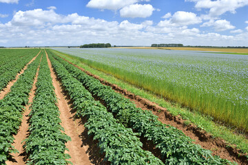 Fototapeta na wymiar Champ de lin en fleur et champ de pomme de terre. Ciel bleu nuageux