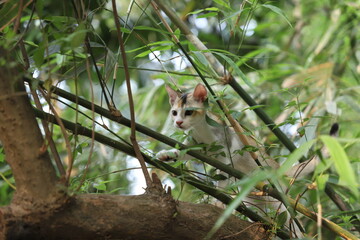 A small white and brown kitten climbing on a bamboo tree with green leaves