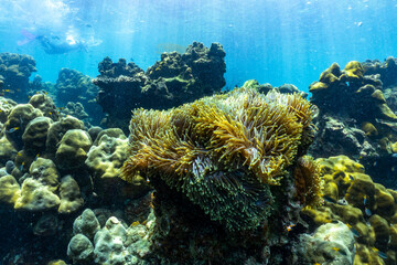 underwater scene with coral reef and fish; Surin Islands; Thailand. - 427866529