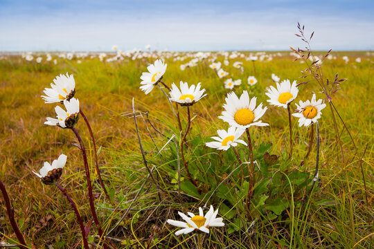 Wild flowers of Mayweed (Tripleurospermum) in the tundra. Summer in the Arctic. Many blooming white wildflowers on the flat marshy tundra. Nature of Chukotka and Siberia. The Far North of Russia.