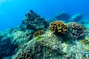underwater scene with coral reef and fish; Surin Islands; Thailand.