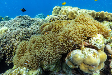 underwater scene with coral reef and fish; Surin Islands; Thailand. - 427866725