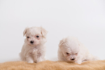 Two white maltese puppies are sitting on a brown fur carpet.