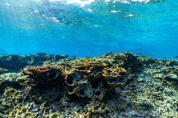 Naklejka na ściany i meble underwater scene with coral reef and fish; Surin Islands; Thailand.