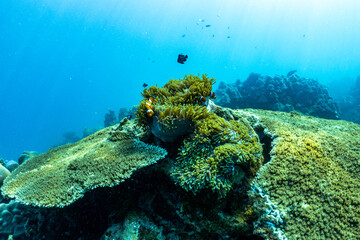 Fototapeta na wymiar underwater scene with coral reef and fish; Surin Islands; Thailand.