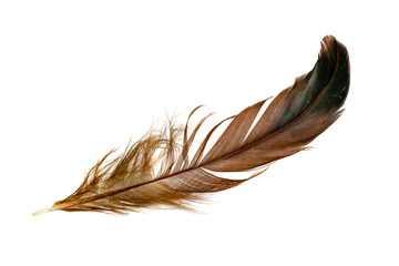 black and brown feathers of a rooster on a white isolated background