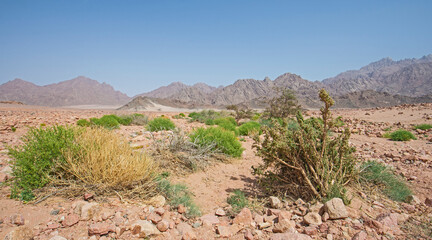 Barren desert landscape in hot climate with bushes