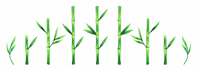 Green bamboo watercolor illustration isolated on white background. Bamboo branches and leaves clip art.