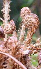 Macro image of an emerging fern